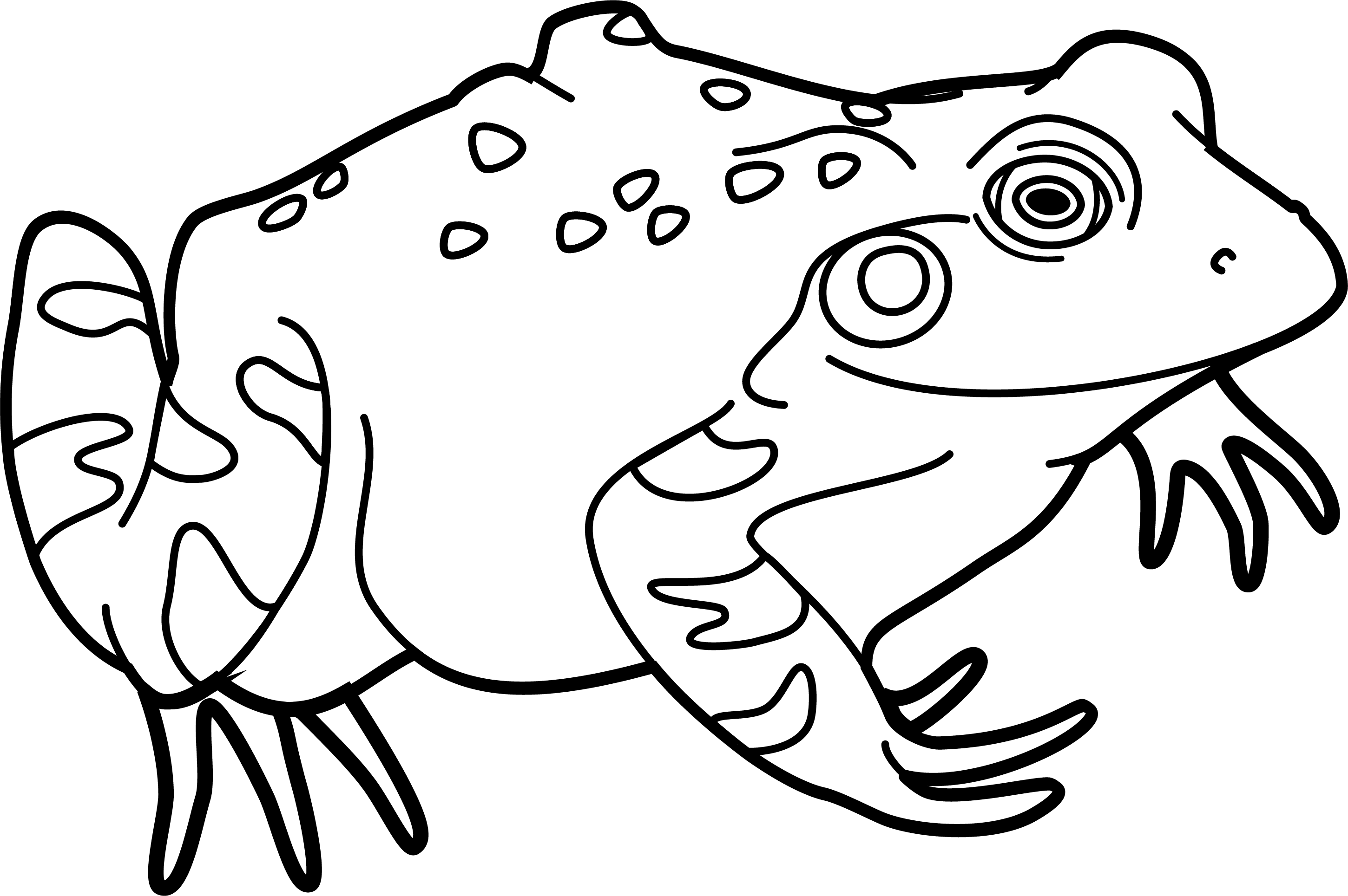 line art for rana castesbana frog